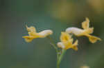 Yellow fumewort